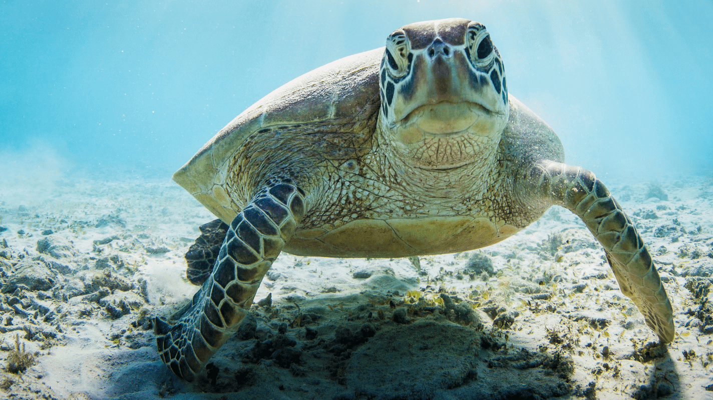 Celebrate Earth Day with Urban Natural