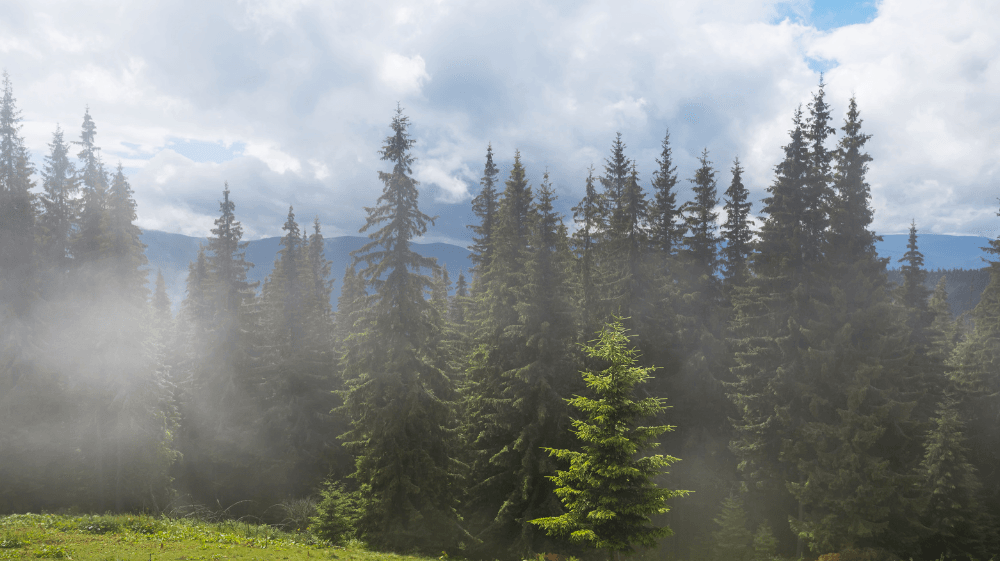 Happy International Day of Forests!