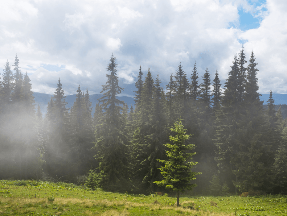Happy International Day of Forests!