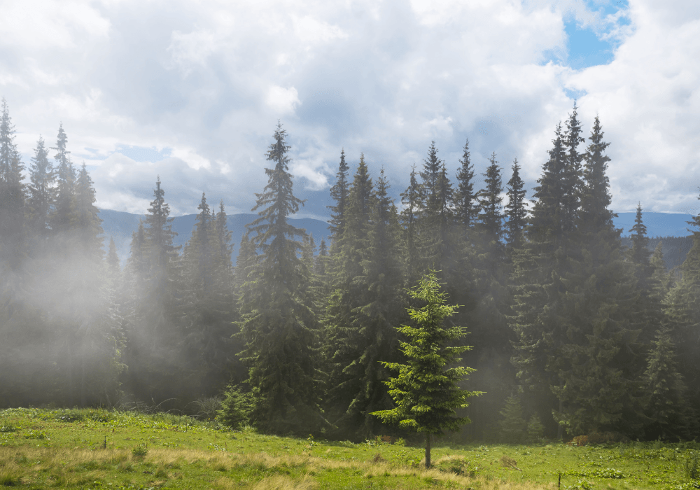 Happy International Day of Forests!