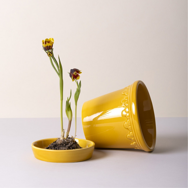 Glazed Amber Yellow Københavner Planter & Saucer – Urban Natural Home